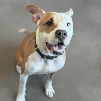 Babygirl thumbnail 3