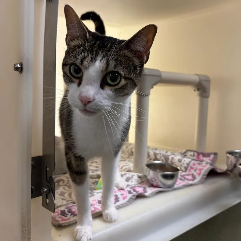 An adult medium-sized male Brown / Chocolate Domestic Short Hair cat named Jax for adoption in Harrisonburg, VA