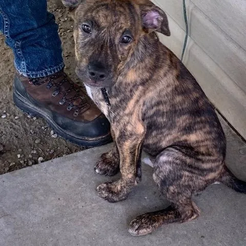 A baby large-sized male Brindle Mixed Breed dog named Mickey for adoption in Saint Marys, PA