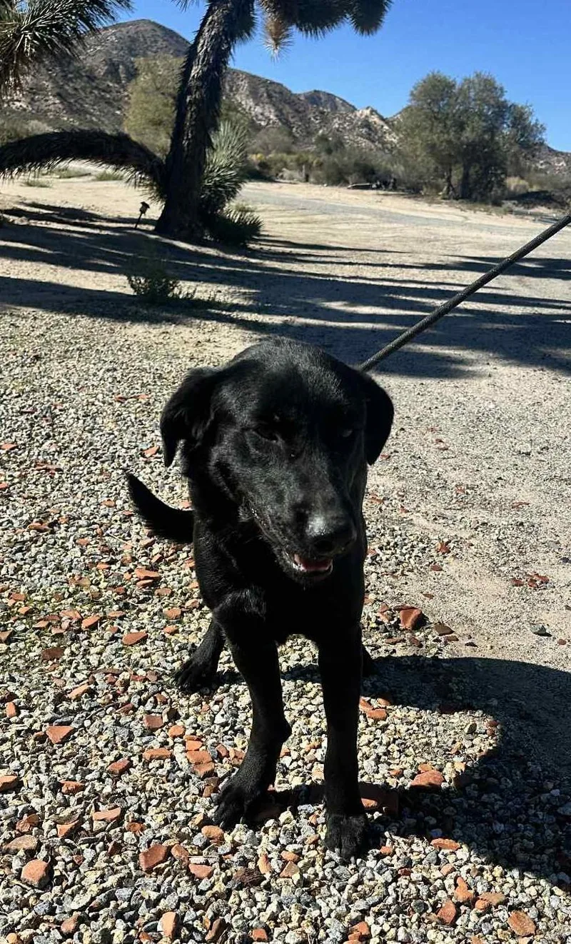 A young medium-sized male Flat-Coated Retriever dog named Goose for adoption in Ventura, CA