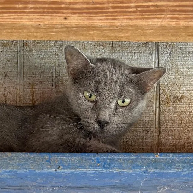 An adult medium-sized female Russian Blue cat named Ash for adoption in Porter, TX