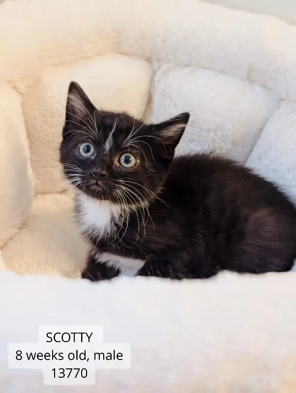 A young medium-sized male Black Domestic Short Hair cat named Scotty for adoption in Supply, NC