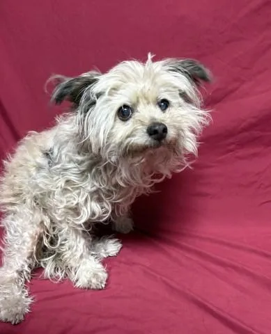 An adult small-sized female Terrier dog named Beatrice for adoption in Redlands, CA
