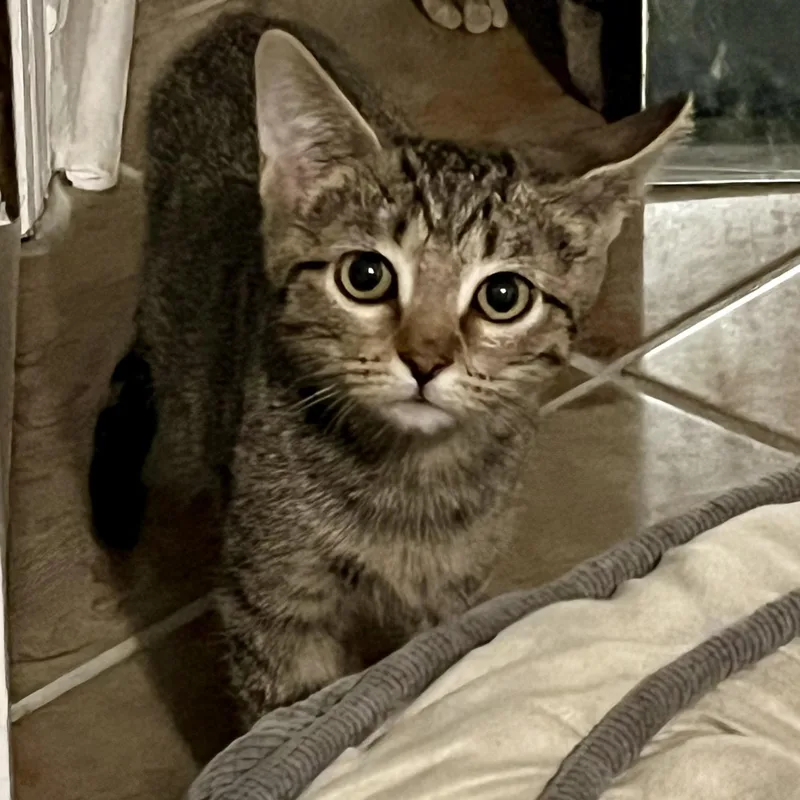 A baby medium-sized female Tabby (Brown / Chocolate) Domestic Short Hair cat named Fern for adoption in Memphis, TN