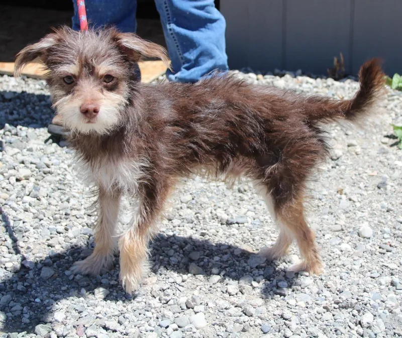 A baby medium-sized male Terrier dog named Miles for adoption in Vacaville, CA