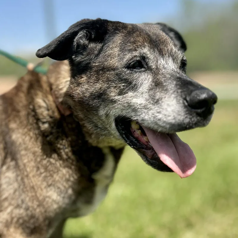 A senior medium-sized male Mixed Breed dog named Clarence for adoption in Franklin, KY