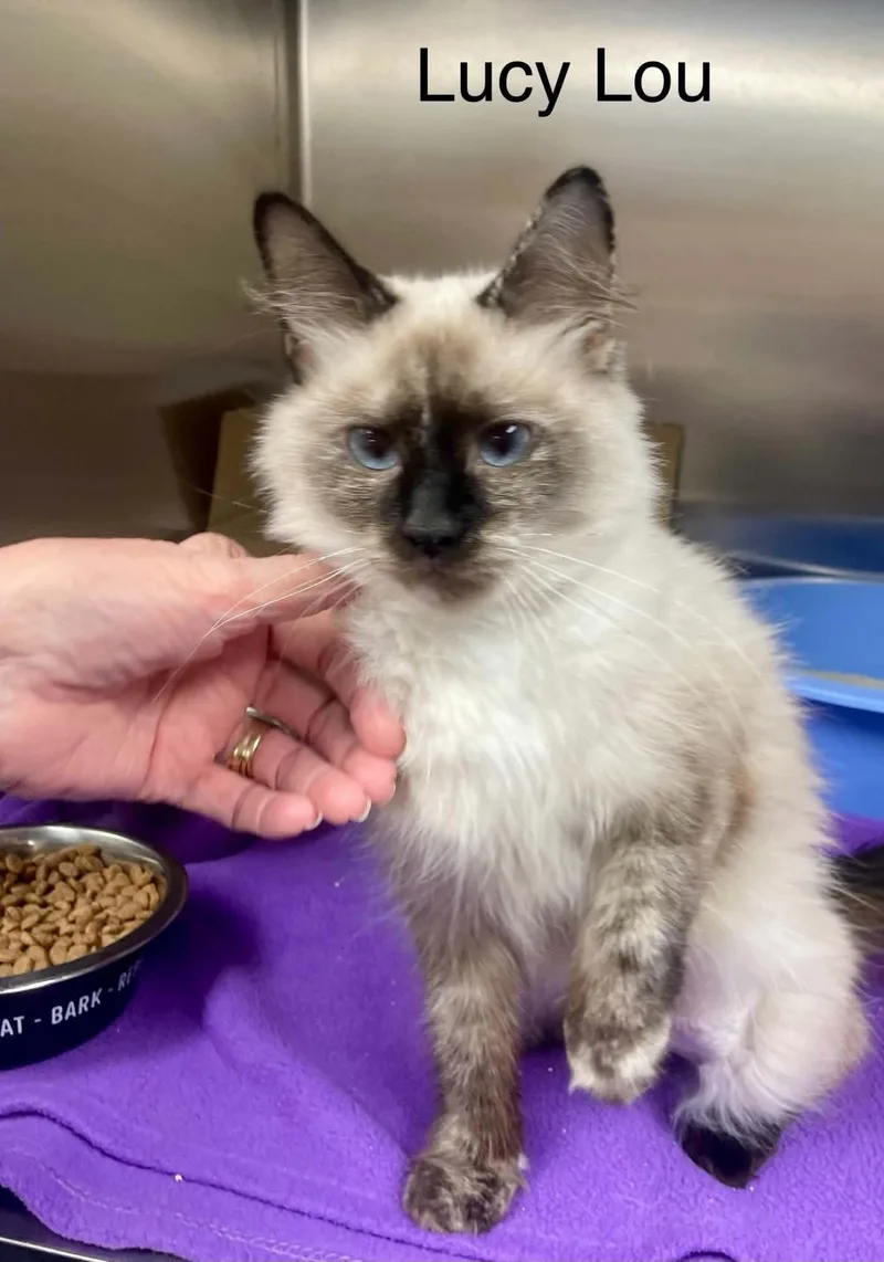 A young medium-sized female Chocolate Point Siamese cat named Lucy Lou for adoption in Wyandotte, MI