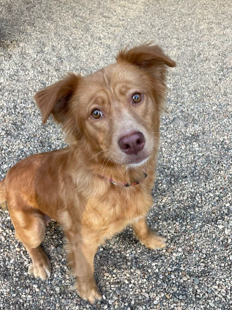 A baby medium-sized female Yellow / Tan / Blond / Fawn Golden Retriever dog named Butter Cookie for adoption in Lacon, IL
