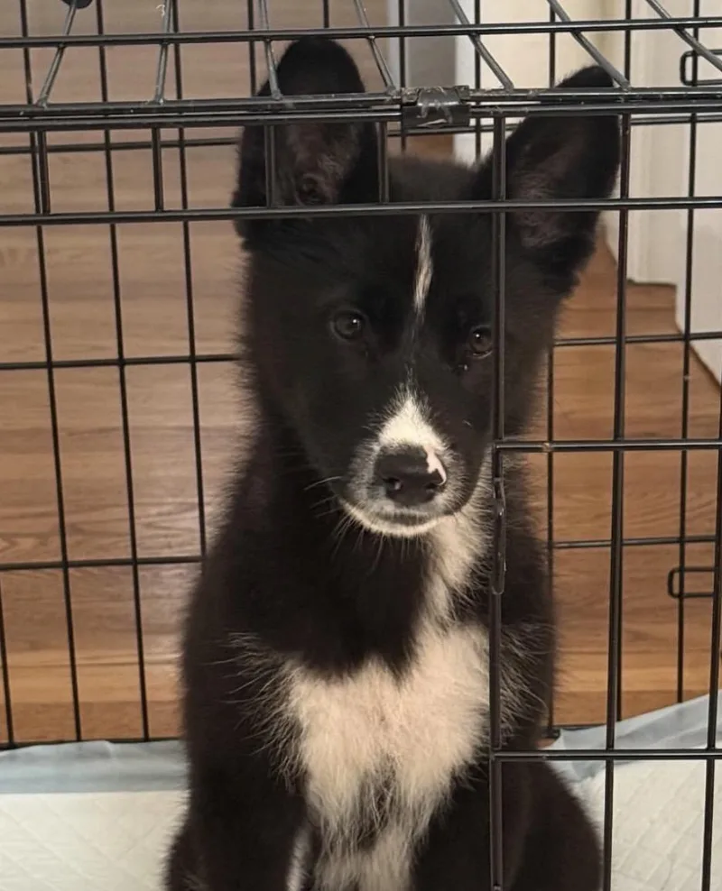 A baby large-sized female Black Husky dog named Rhinestone for adoption in Richmond, VA