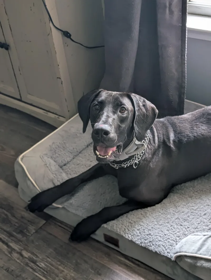 A young extra large-sized female Black Great Dane dog named Liberty for adoption in Bloomingdale, GA