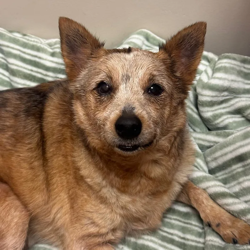 A senior medium-sized female Yellow / Tan / Blond / Fawn Australian Cattle Dog / Blue Heeler dog named Moxy for adoption in Santa Barbara, CA