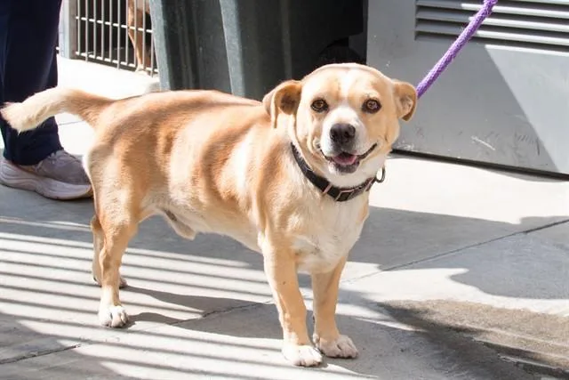 A young small-sized male Chihuahua dog named Pinesol for adoption in Santa Monica, CA