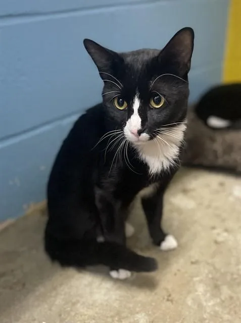 A young small-sized male Domestic Short Hair cat named Andy for adoption in Easton, MD