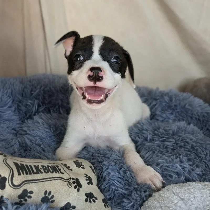 A baby medium-sized male White / Cream Mixed Breed dog named Sparky for adoption in Cleveland, TX