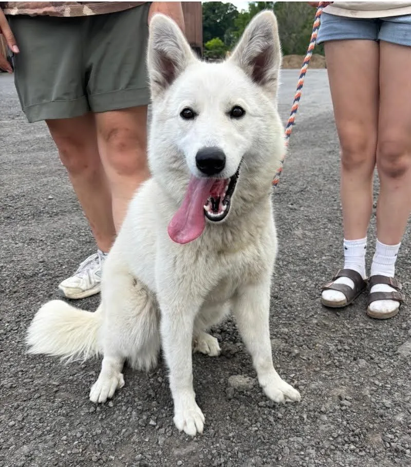An adult large-sized female White / Cream German Shepherd Dog dog named Lyra for adoption in New Windsor, NY