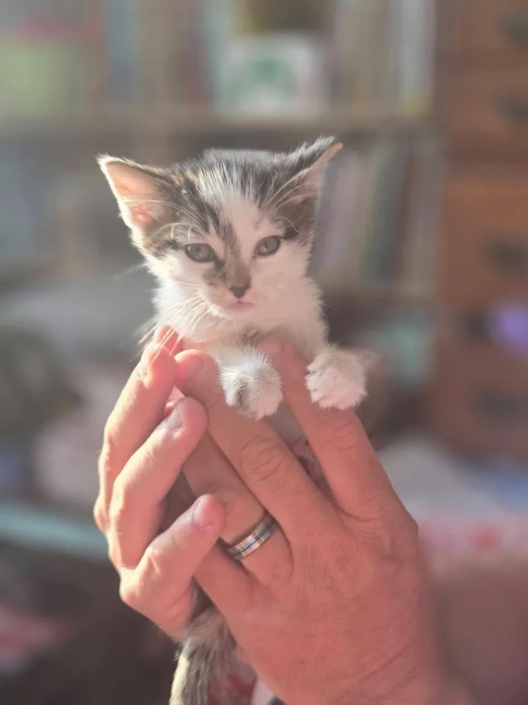 A baby small-sized male Gray & White Domestic Short Hair cat named Ned for adoption in Grove City, OH