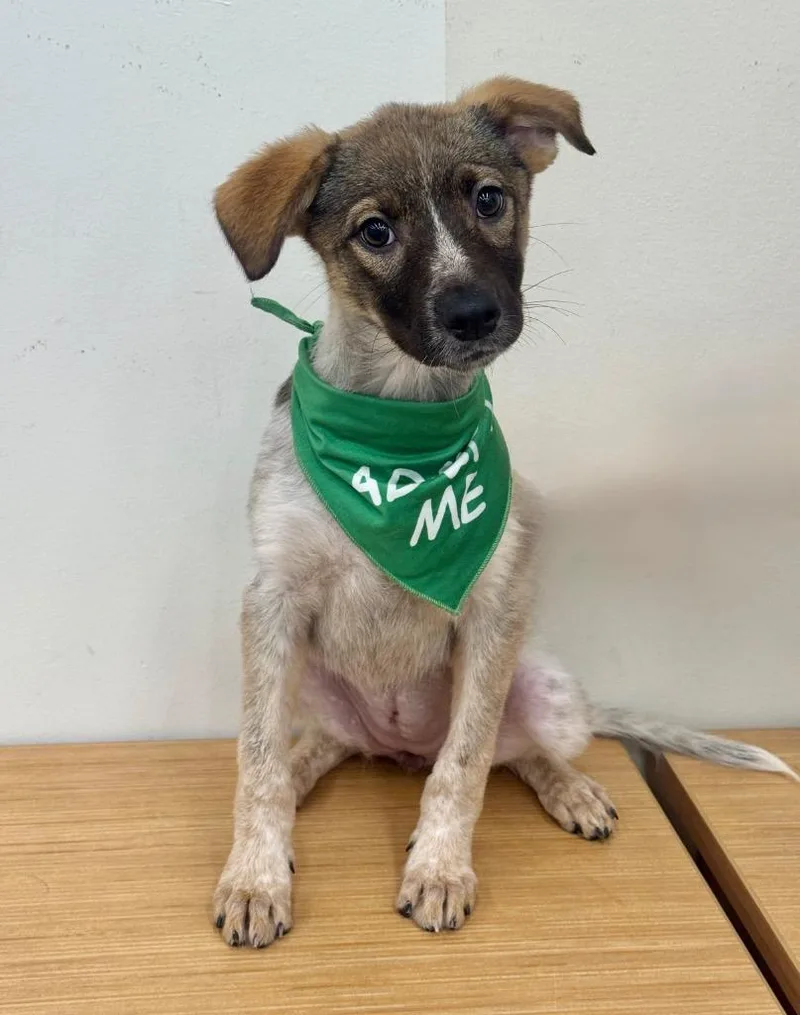 A baby medium-sized female Australian Cattle Dog / Blue Heeler dog named Betz for adoption in Fort Lupton, CO