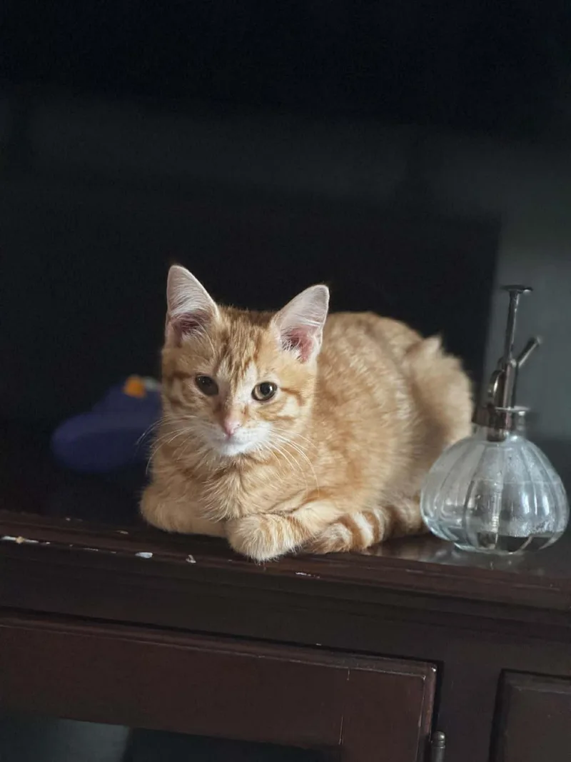 A baby medium-sized female Tabby (Orange / Red) Domestic Short Hair cat named Blue for adoption in Muncie, IN