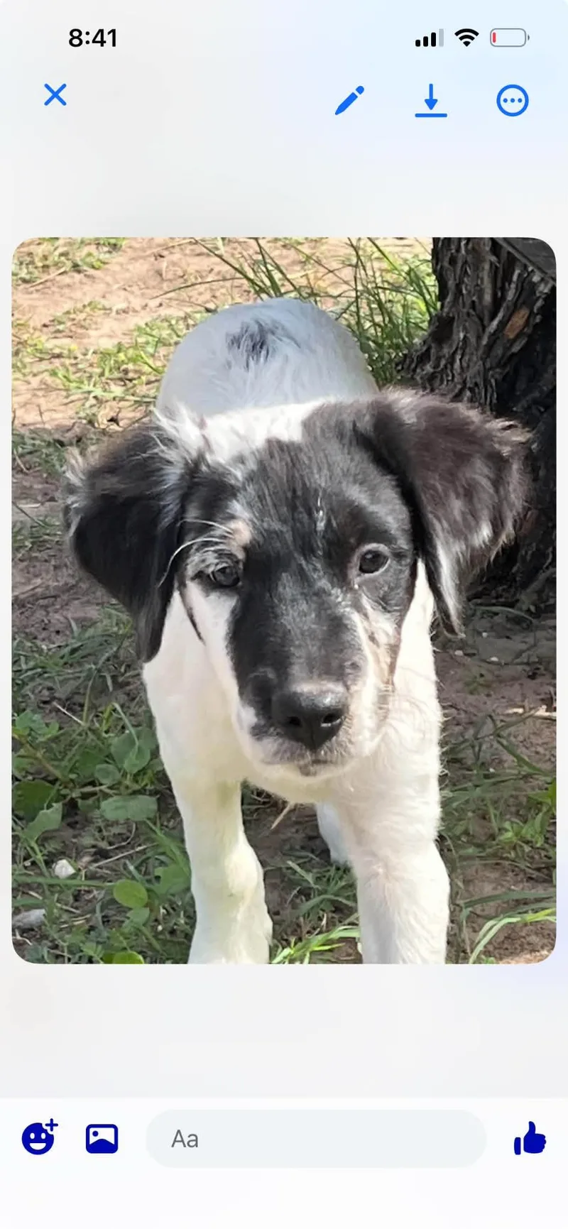 A baby medium-sized female Black Mixed Breed dog named Jolie for adoption in East Haddam, CT