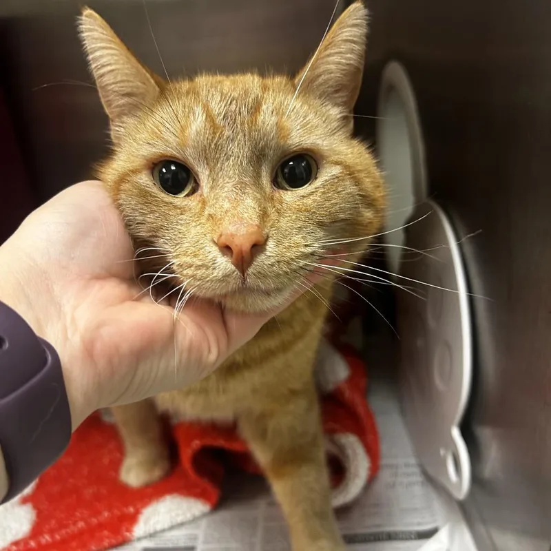A young large-sized male Orange / Red Domestic Short Hair cat named Pablo for adoption in Waukesha, WI