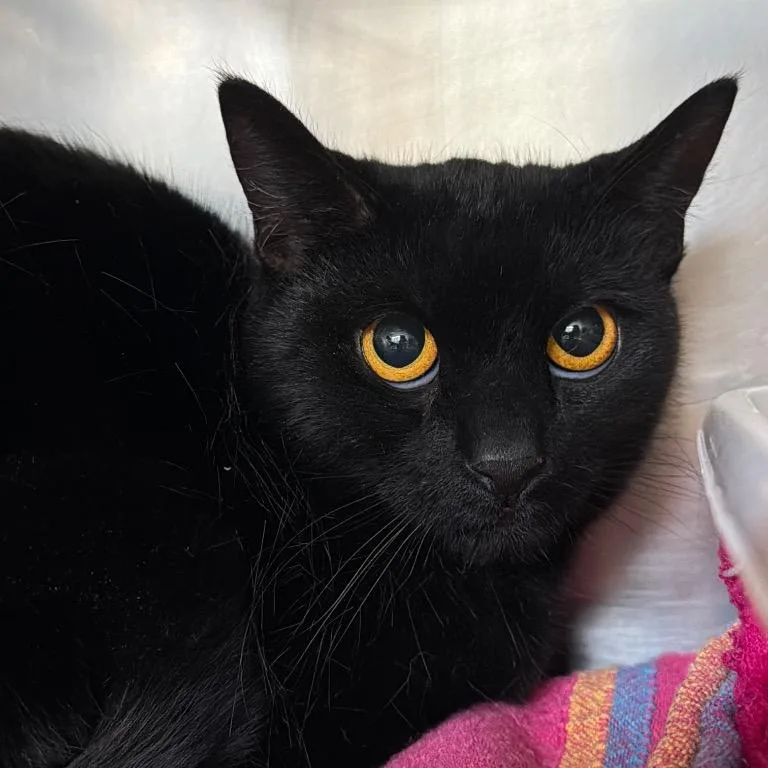 A young medium-sized female Black Domestic Short Hair cat named Gremlin for adoption in Walden, NY