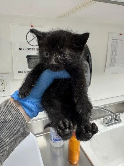 A baby small-sized male Black Domestic Short Hair cat named Bean for adoption in Oakland, CA