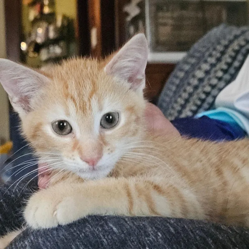 Cheetos thumbnail 3