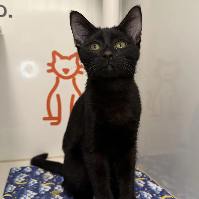 A baby medium-sized male Domestic Short Hair cat named Eraser for adoption in Los Angeles, CA