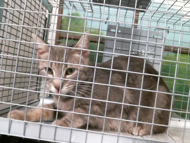 A young medium-sized female Domestic Short Hair cat named Marcia for adoption in Houston, TX