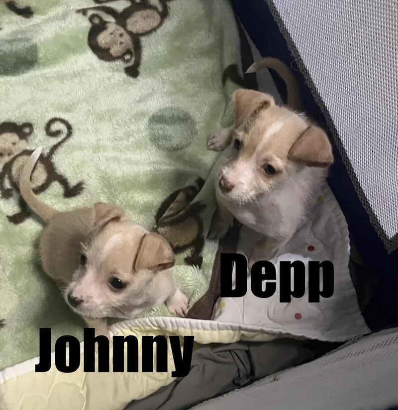 A baby small-sized male Chihuahua dog named Depp for adoption in Irwin, PA