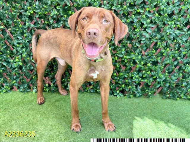 An adult medium-sized male Mixed Breed dog named Strider for adoption in West Palm Beach, FL