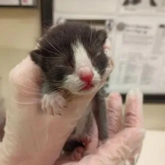 A baby small-sized female Black Domestic Short Hair cat named A Little Dream for adoption in Lynchburg, VA