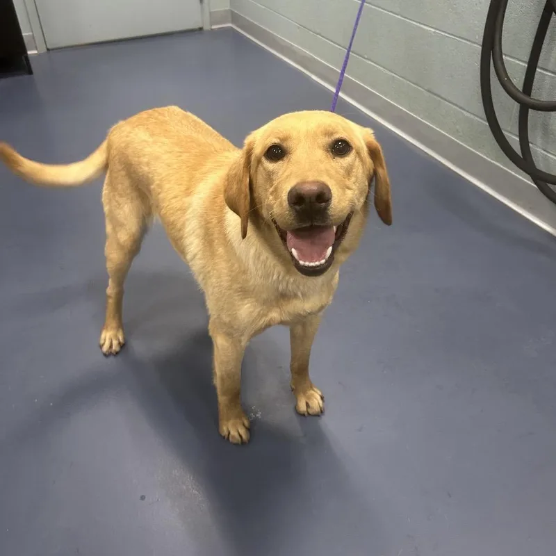 An adult medium-sized female Yellow / Tan / Blond / Fawn Yellow Labrador Retriever dog named Tiny Dancer for adoption in Greensboro, NC