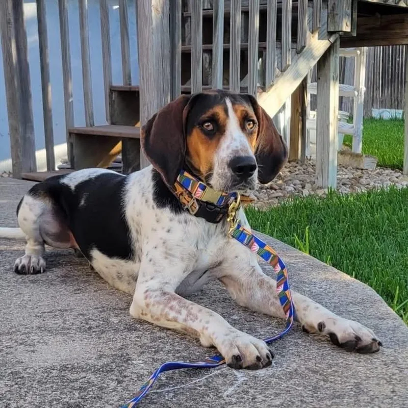 A baby medium-sized male Black Bluetick Coonhound dog named Blue for adoption in Austin, TX