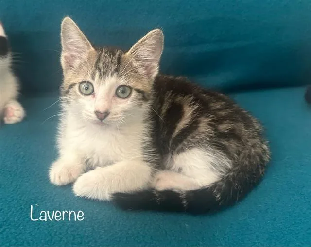 A baby small-sized female Domestic Short Hair cat named Laverne for adoption in Tustin, CA