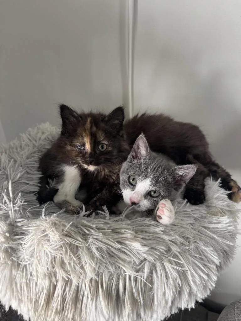 A baby medium-sized female Gray & White Domestic Short Hair cat named Latte & Matilda for adoption in Manchester, MD