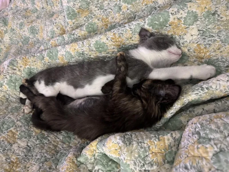 Latte & Matilda thumbnail 2