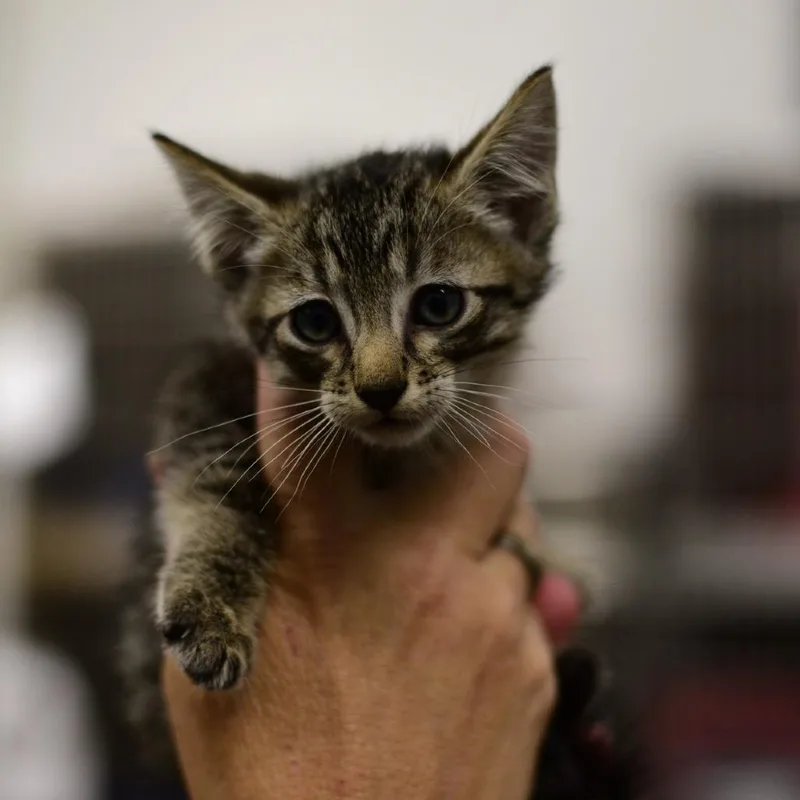 A baby small-sized male Gray / Blue / Silver Domestic Short Hair cat named Gomez for adoption in Idaho Falls, ID