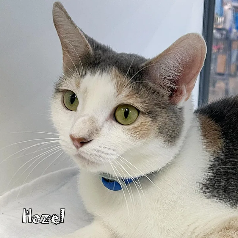 An adult medium-sized female Calico Domestic Short Hair cat named Hazel for adoption in Carmel, IN