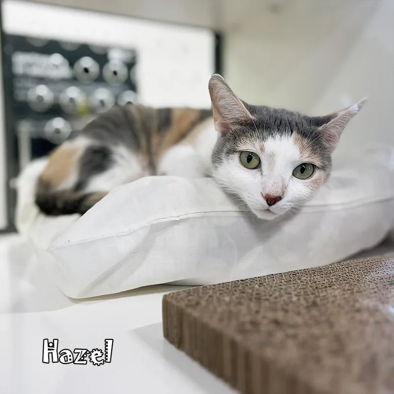 Hazel thumbnail 4