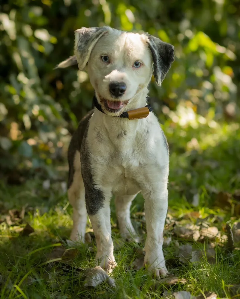 An adult medium-sized male Gray / Blue / Silver Mixed Breed dog named Caspian for adoption in Bridgeport, CT