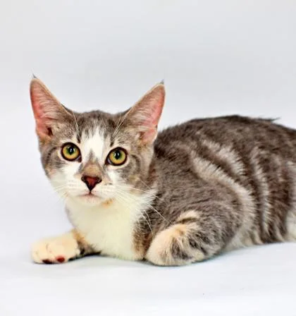 A baby small-sized male Domestic Short Hair cat named Coconut for adoption in Morton Grove, IL