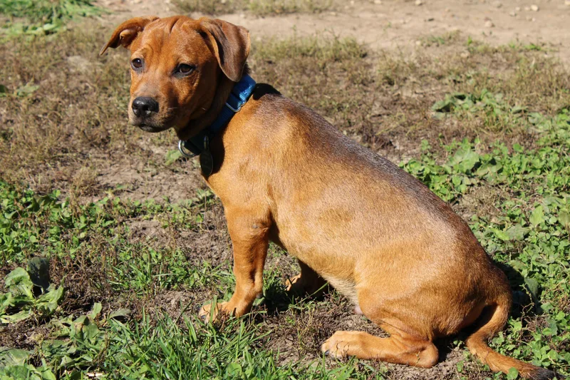 A baby small-sized male Dachshund dog named Dean for adoption in Waukesha , WI