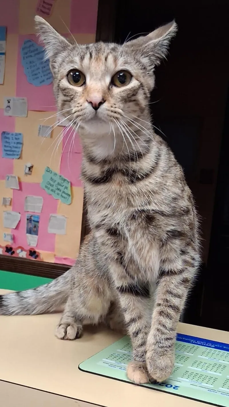 A young medium-sized female Tabby (Tiger Striped) Domestic Short Hair cat named Skyler for adoption in North Haven, CT