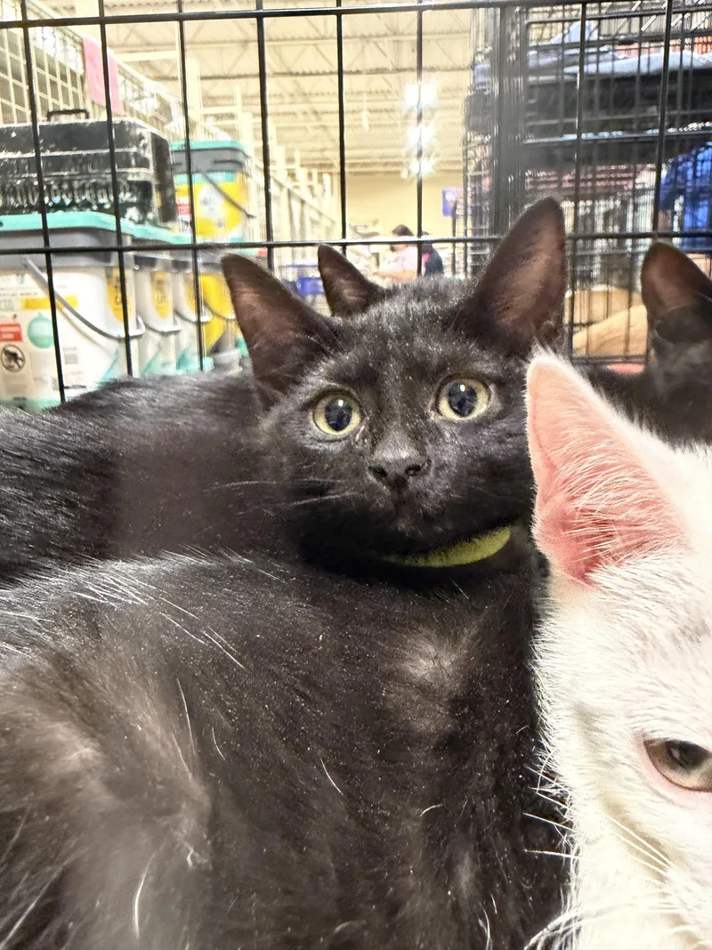 A baby medium-sized female Black Domestic Short Hair cat named Junimo for adoption in Simpsonville, SC