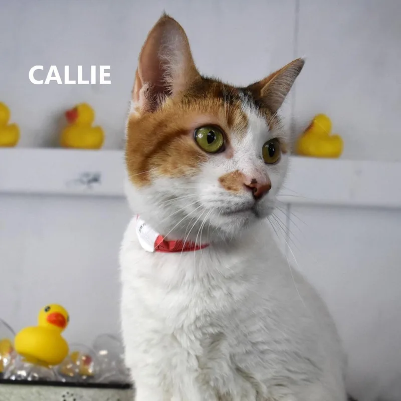 An adult large-sized female Domestic Short Hair cat named Callie for adoption in Yuma, AZ