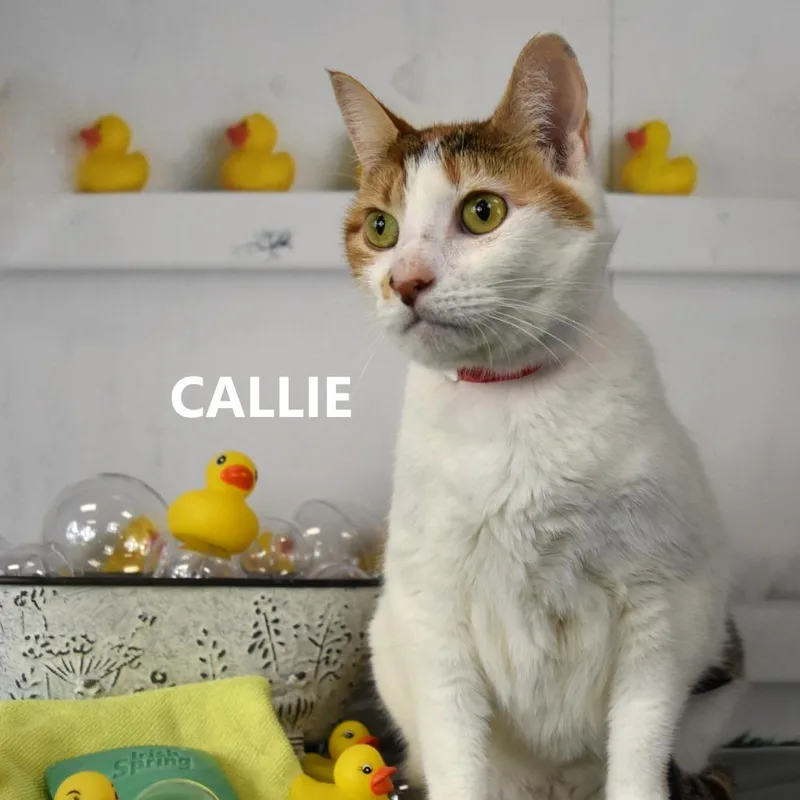 Callie thumbnail 2