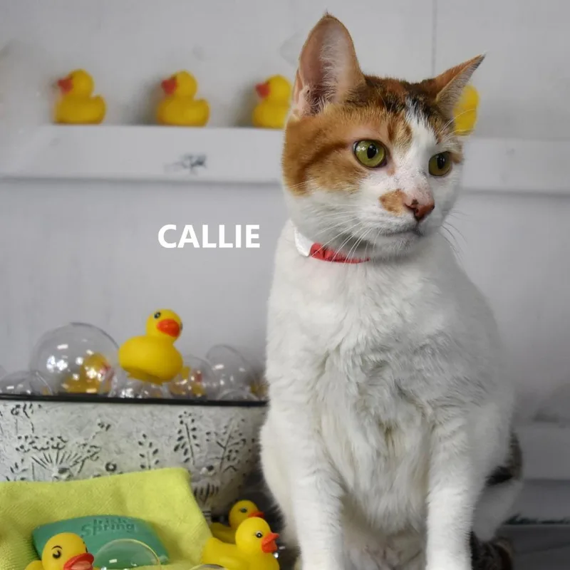Callie thumbnail 3