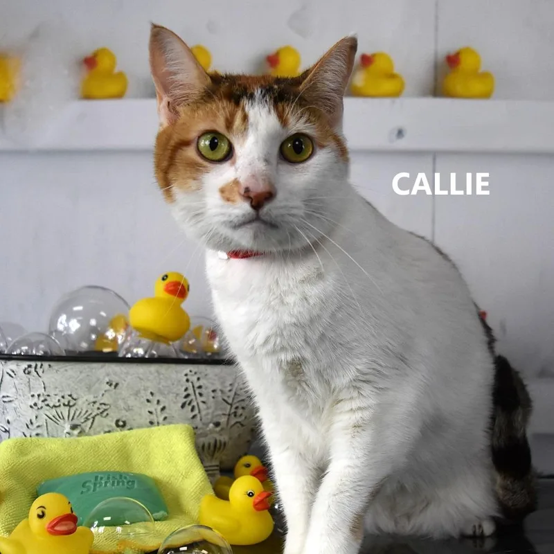 Callie thumbnail 4