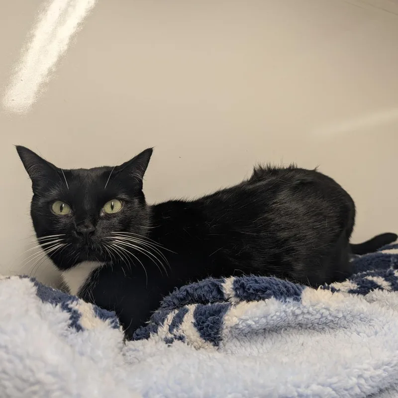 An adult small-sized female Black Domestic Medium Hair cat named Covered for adoption in Tylertown, MS